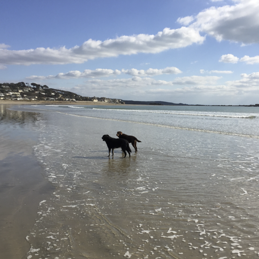 Dog-friendly holiday Cornwall: Two dogs enjoying the shallows on a Cornish beach