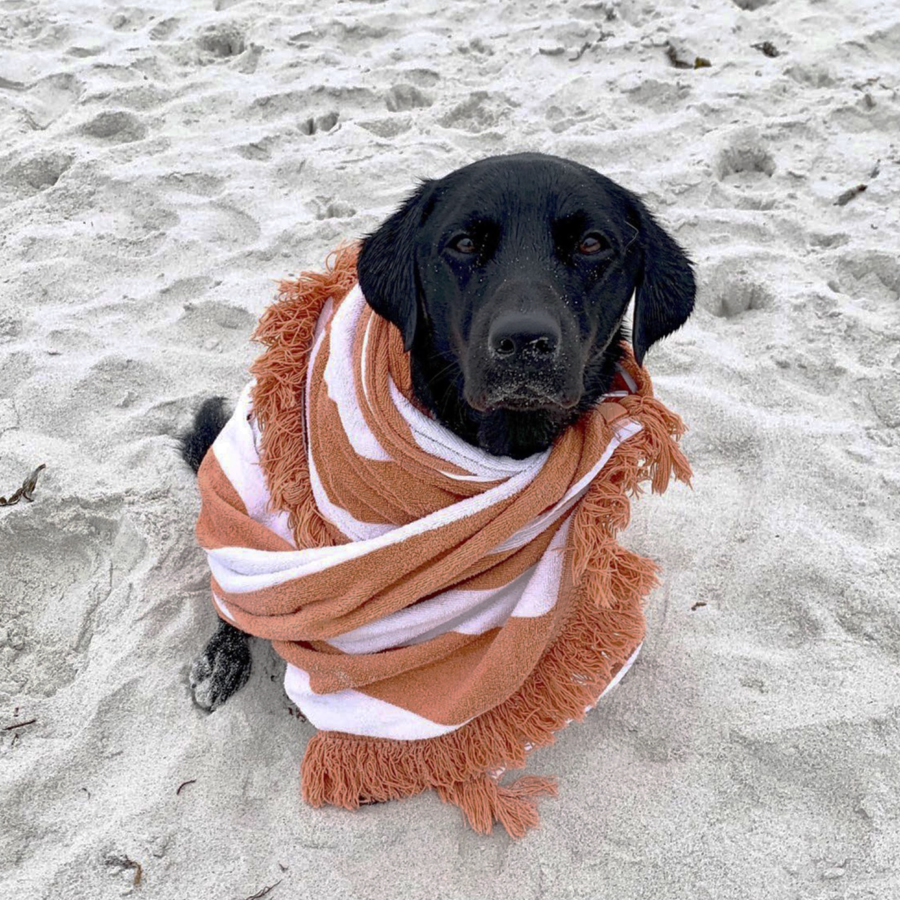 Dog-friendly holiday Cornwall: Black Labrador wrapped up in towel on beach 