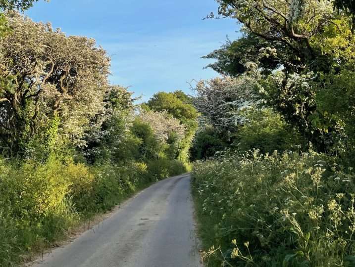 Spring Flowers along lane to Little Barn | Cornish Barn Near Coast