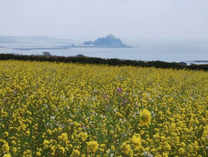 Views of St Michaels Mount across flower filled field | Cornish Barn Near Coast
