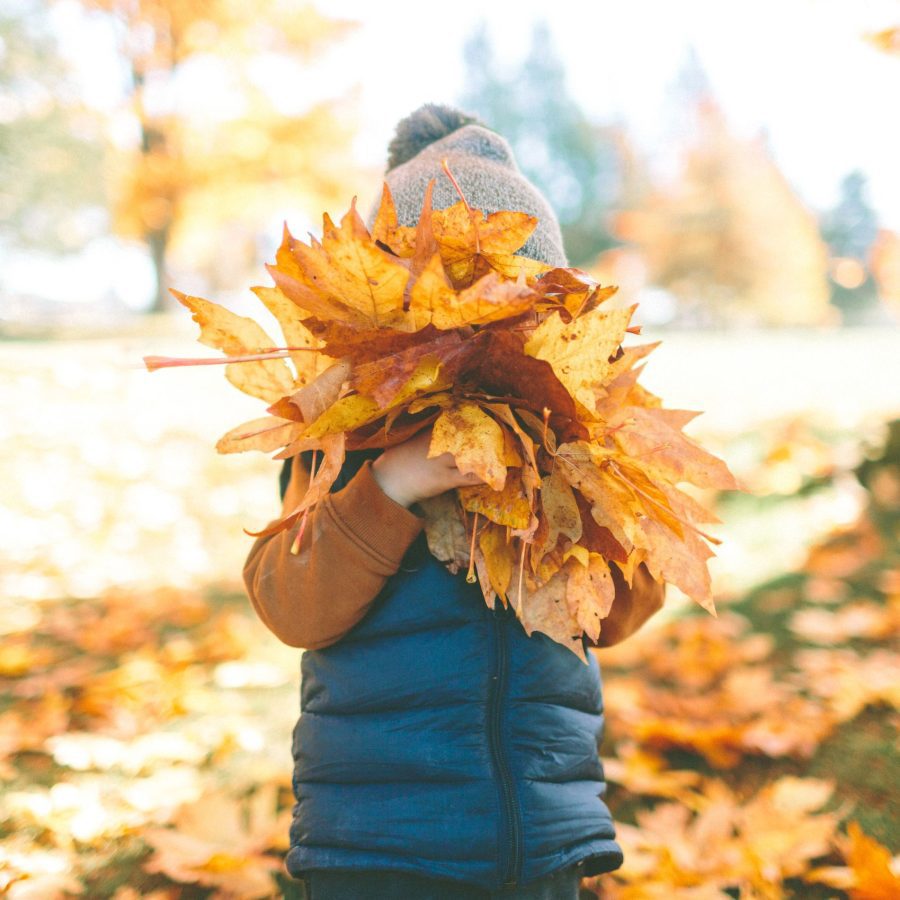 Autumn Woodland | Must Do Autumn Activities