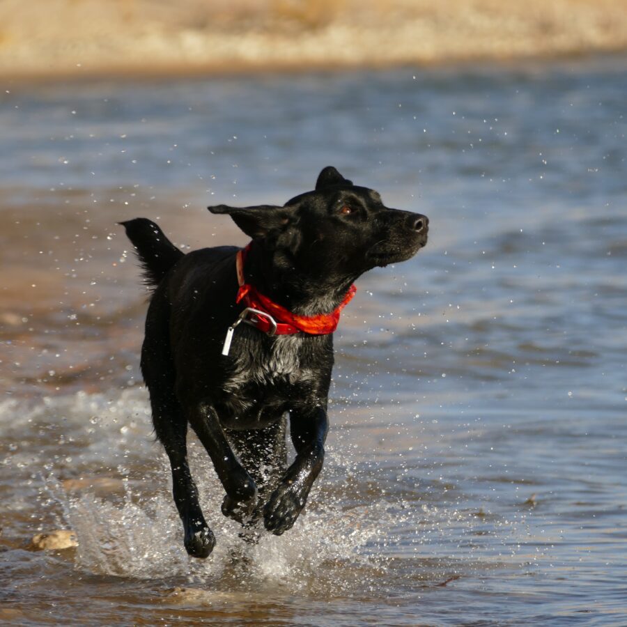Dog running through the shallows of the sea.