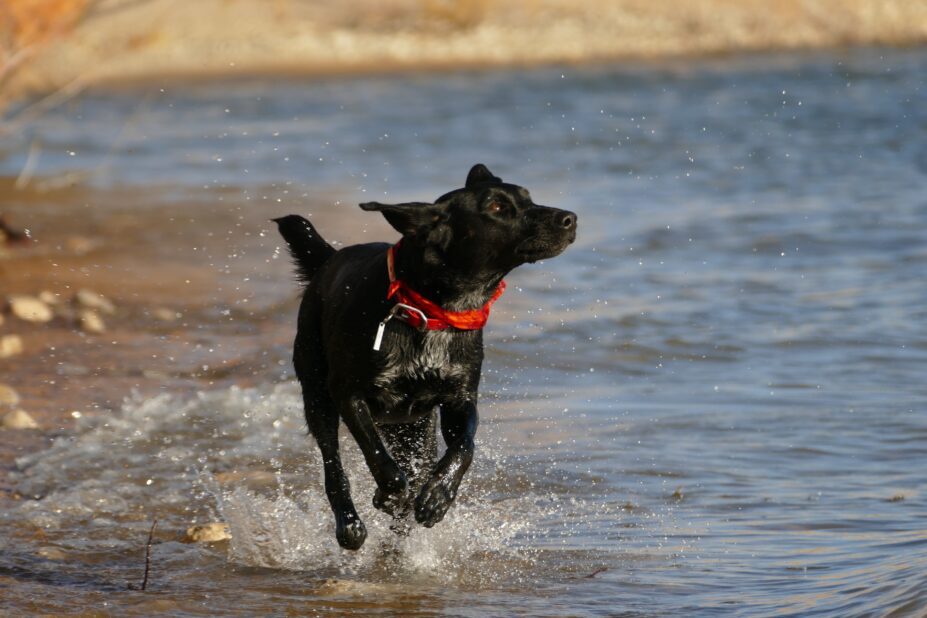 Dog running through the shallows of the sea.
